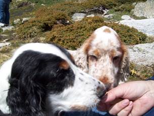 dogsmountains.jpg