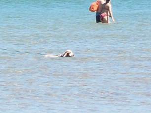 pikeswimming.jpg